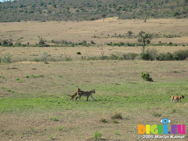 14615 Lion cub practising